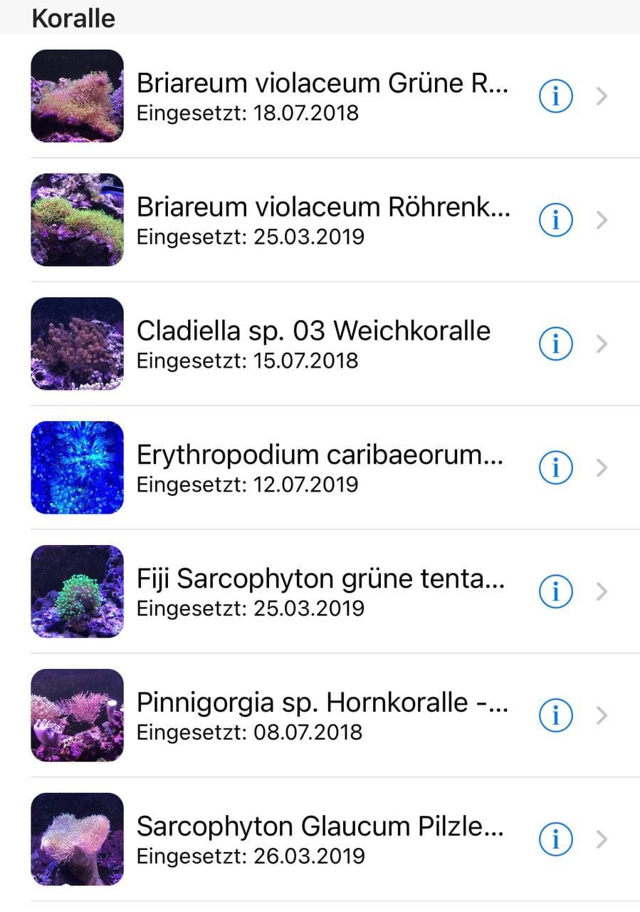 Korallen1.jpg