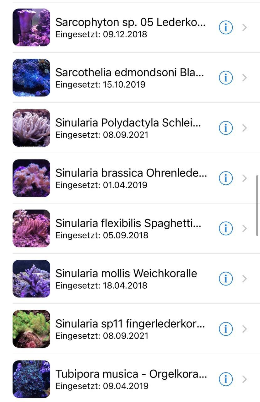 Korallen2.jpg