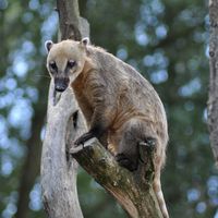 Nasenbär 0